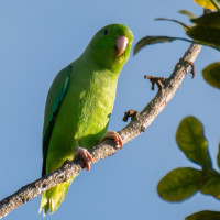 Green-rumped Parrotlet